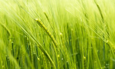 Bulanık buğday Rüzgar