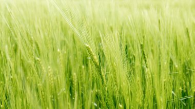 Bulanık buğday Rüzgar