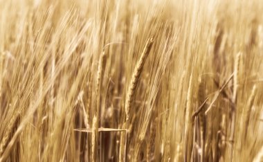 Bulanık buğday Rüzgar