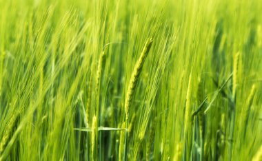 Bulanık buğday Rüzgar