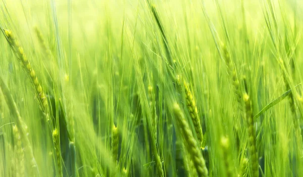 Rozmazaný pšenice v vítr — Stock fotografie