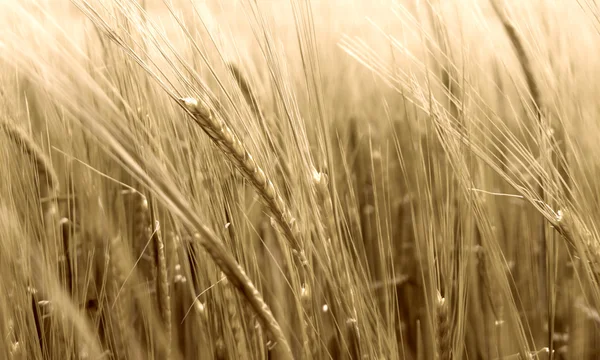 Wazig tarwe in de wind — Stockfoto
