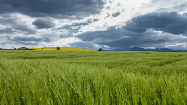 Paysage des champs de maïs — Photo