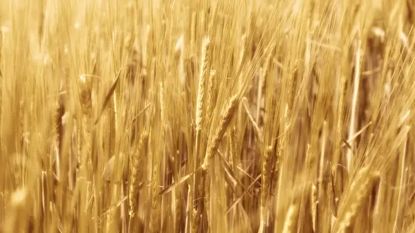 Verschwommener Weizen im Wind — Stockfoto