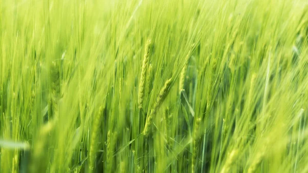 Blurry wheat in wind — Stock Photo, Image