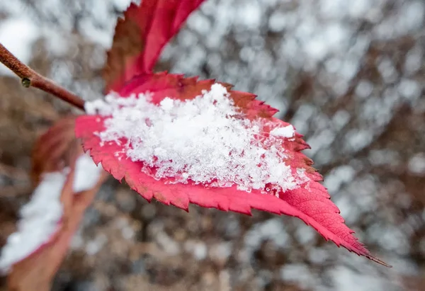 Hielo en la planta — Foto de Stock