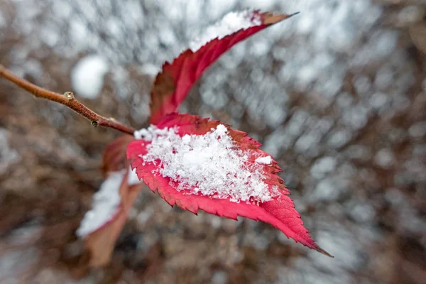 Hielo en la planta —  Fotos de Stock