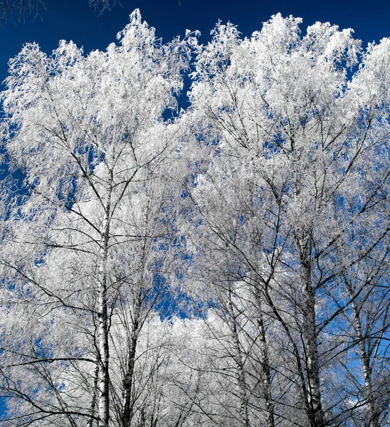 Árvores congeladas na floresta — Fotografia de Stock