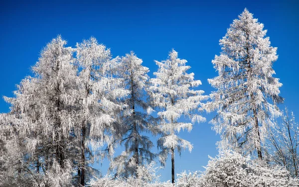 Frysta träd i skogen — Stockfoto