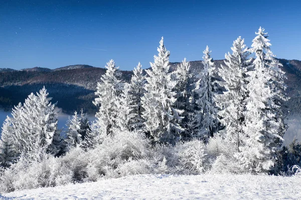 Frozen trees in country — Stock Photo, Image