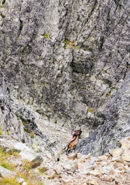 Chamois yüksek Tatras, Slovakya