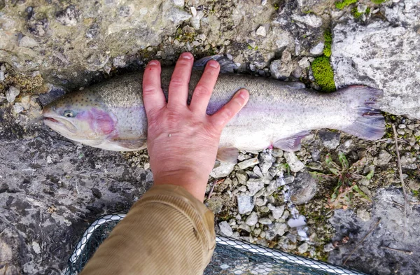 Pesce in mano — Foto Stock