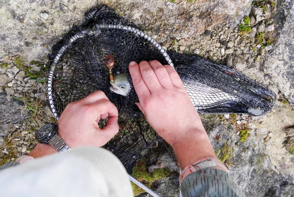 Fish in net — Stock Photo, Image