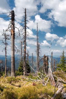 Ormandaki hasta ağaçlar