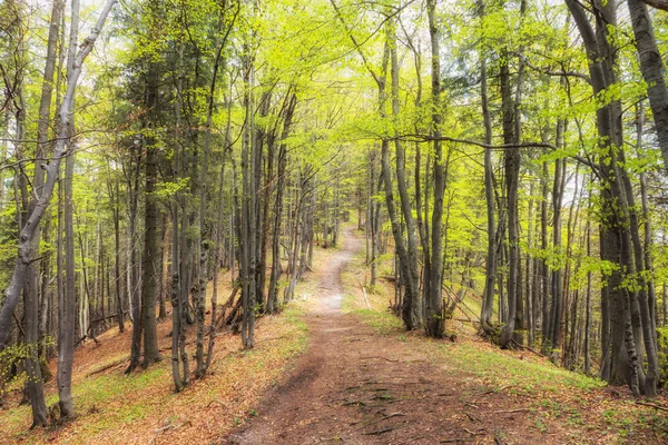 Caminho florestal na floresta — Fotografia de Stock