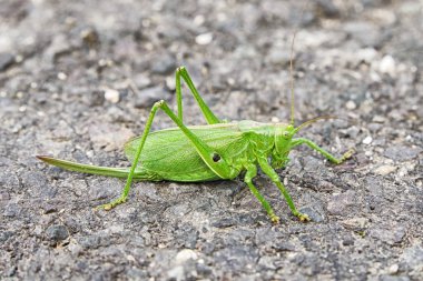 büyük yeşil çekirge