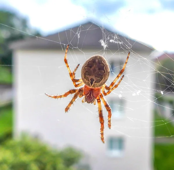 Araña en telaraña — Foto de Stock