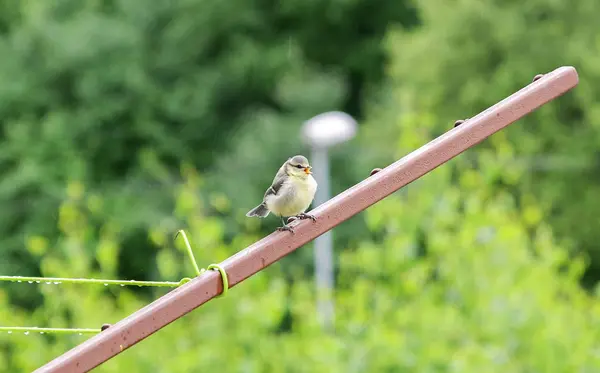 Malý pták na balkóně — Stock fotografie