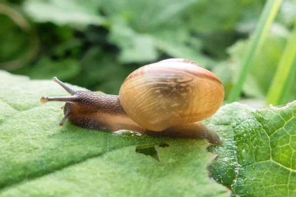 Big snail on plant — Stock Photo, Image