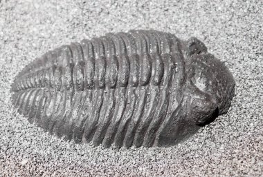 Fosil - eski trilobite