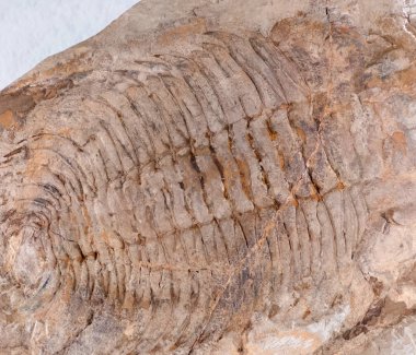Fosil - eski trilobite