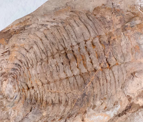 Fossil - alter Trilobit — Stockfoto
