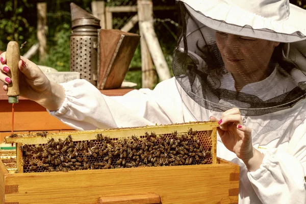 Apicultora con abejas —  Fotos de Stock