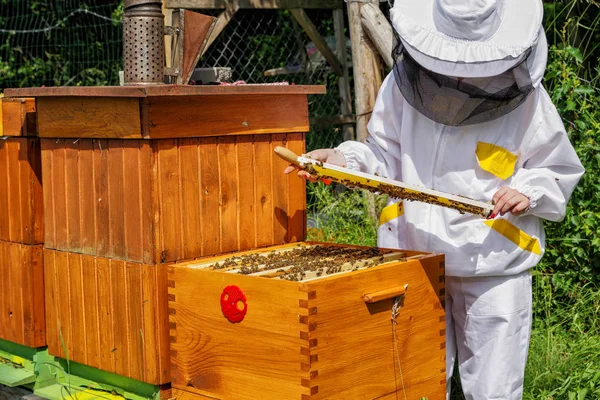 Méhészeti - méhész a méhek — Stock Fotó