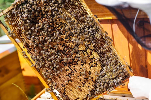 Detail van de honingraat — Stockfoto