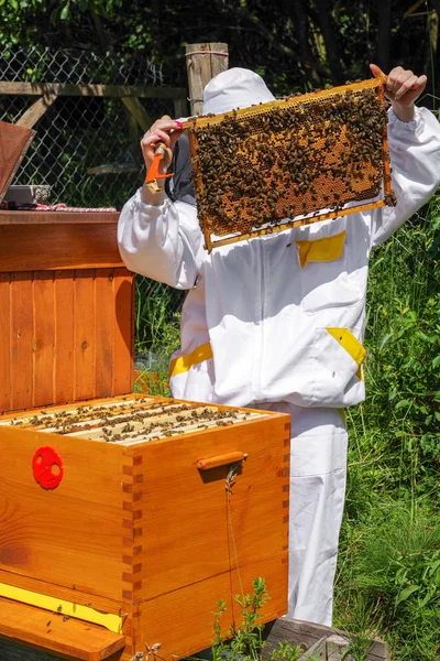 Apiario - apicultor con abejas —  Fotos de Stock