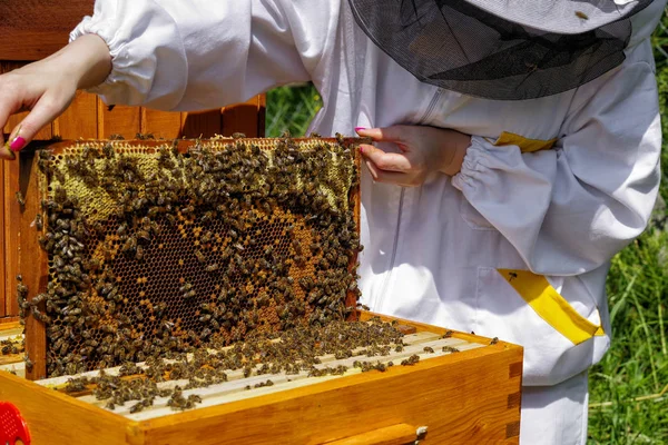 Apicultor com abelhas — Fotografia de Stock