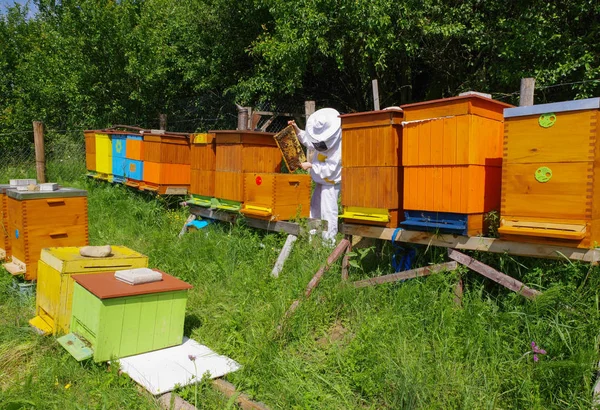 Imker in der Nähe von Bienenstöcken — Stockfoto