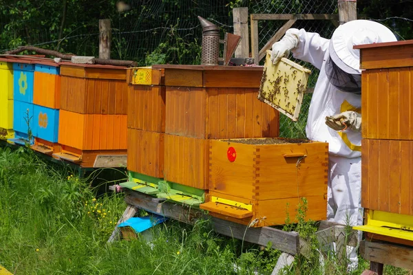 Imker in der Nähe von Bienenstöcken — Stockfoto