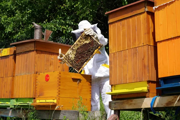 Imker in der Nähe von Bienenstöcken — Stockfoto