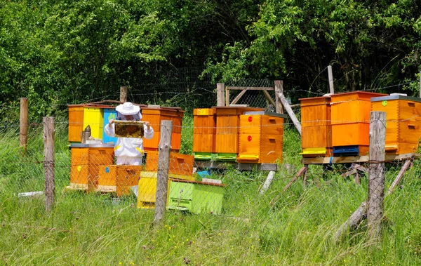 Imker und Bienenstöcke — Stockfoto