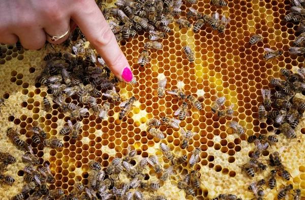 Arı Kraliçe Arı kovanı — Stok fotoğraf