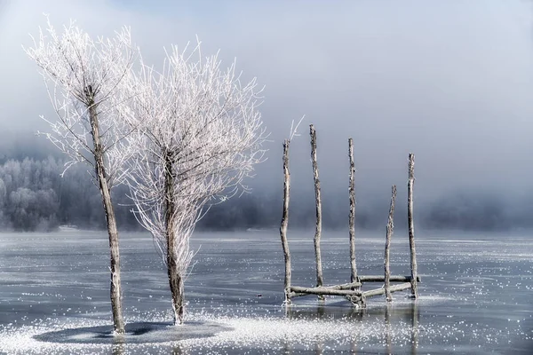 Árvores congeladas no lago Liptovska Mara — Fotografia de Stock