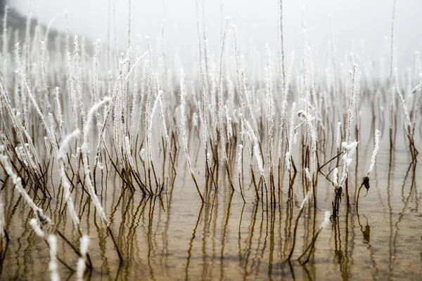 Plantas congeladas en agua —  Fotos de Stock