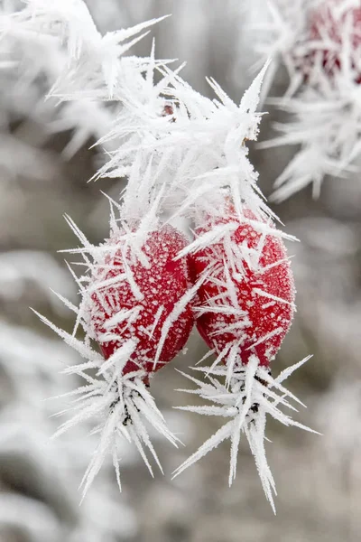 Planta congelada - rosa da anca — Fotografia de Stock