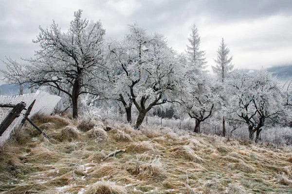 Árboles congelados en el país —  Fotos de Stock