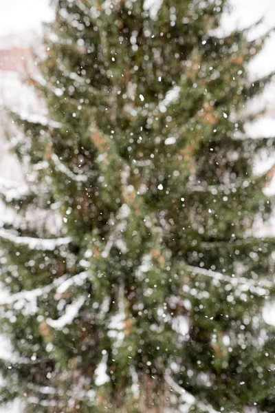 Nieve y árbol — Foto de Stock