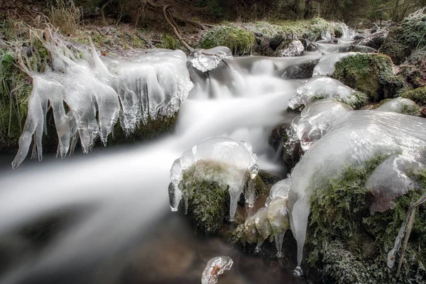 Cours d'eau en forêt — Photo