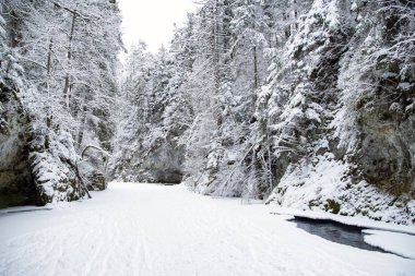 Kış ormanında donmuş nehir