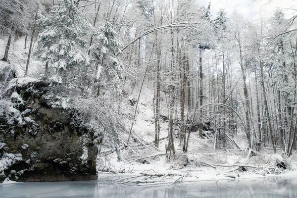 Téli erdő, ahol sok a hó — Stock Fotó