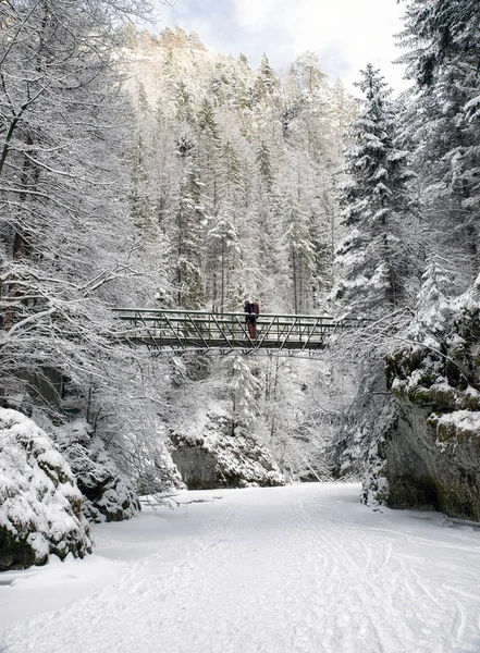 冰封的河流在冬季森林。徒步旅行者在桥上 — 图库照片