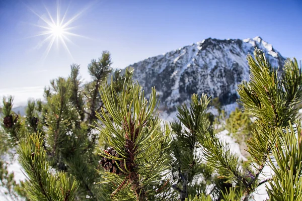 Creeping pine in mountains and shinning sun — Stock Photo, Image