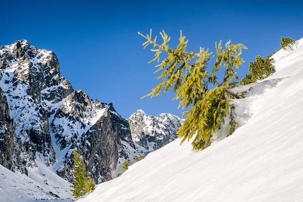 匍匐在山松 — 图库照片