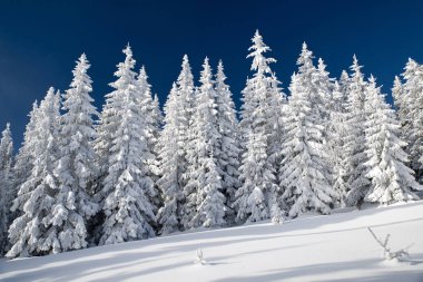 Karlı köknar ağaçları ve mavi gökyüzü