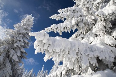 Karlı köknar ağaçları ve mavi gökyüzü
