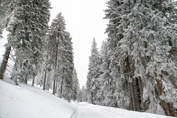 Snöig väg i skogen — Stockfoto